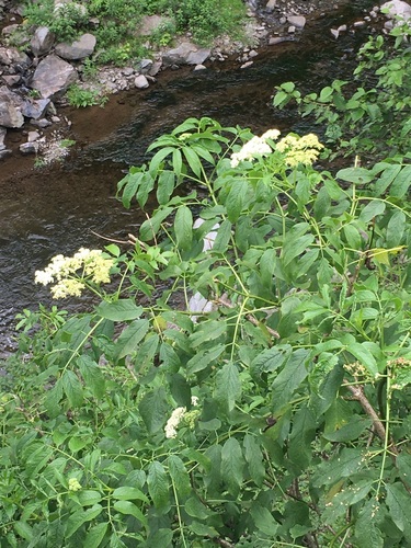 Image of Sambucus peruviana by no rights reserved