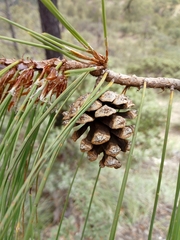Pinus lumholtzii