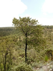 Pinus lumholtzii