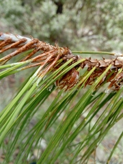Pinus lumholtzii