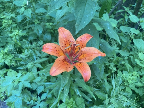 Siberian Lily