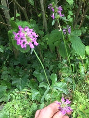 Betonica officinalis