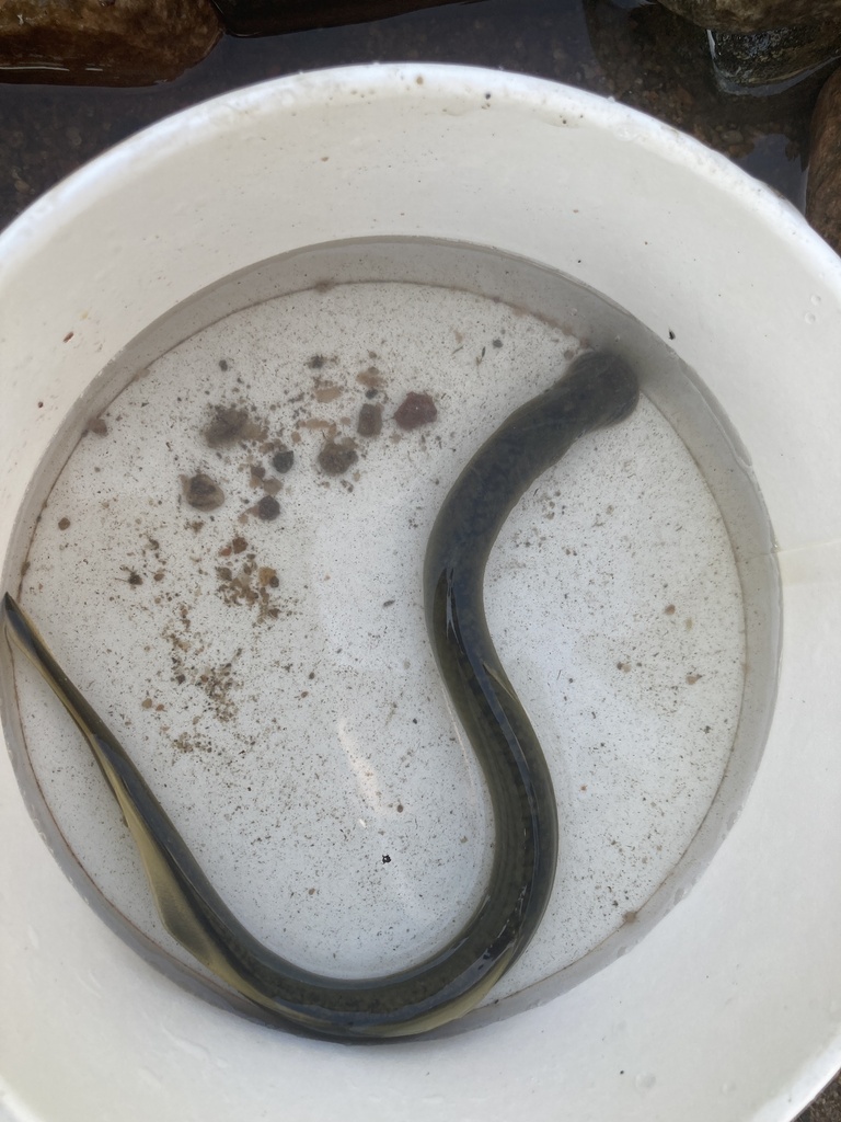Korean Lamprey