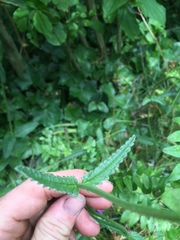 Betonica officinalis