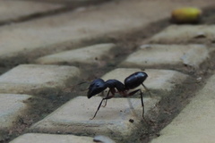 Camponotus compressus