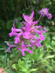 Betonica officinalis