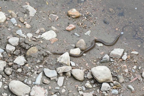 Steppe Ratsnake