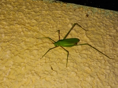 Acrometopa servillea