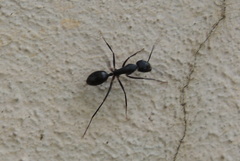 Camponotus compressus