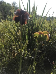 Sarracenia