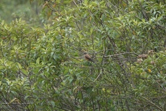 Ochthoeca fumicolor