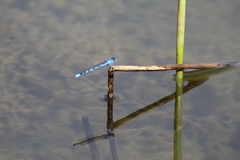 Enallagma cyathigerum