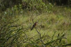 Ochthoeca fumicolor