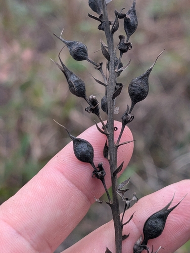 Image of Baptisia simplicifolia by (c) Scott Allen Davis, some rights reserved (CC BY)