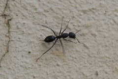 Camponotus compressus
