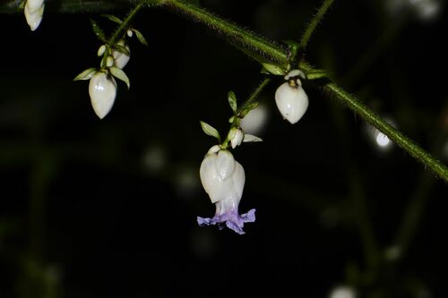 Strobilanthes heyneana observed 2024-09-13