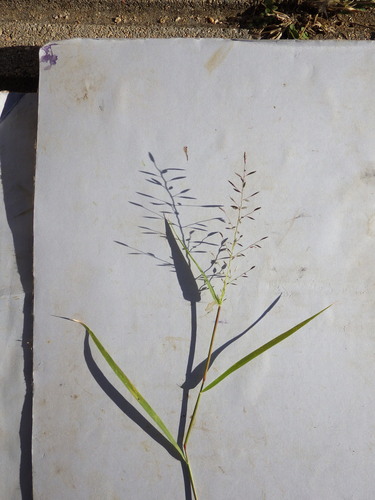 Image of Eragrostis barrelieri by (c) Pere Barnola, some rights reserved (CC BY-SA)