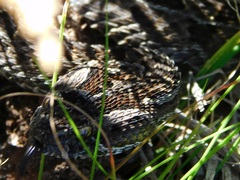 Bitis atropos