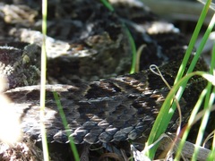 Bitis atropos