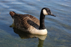 Branta canadensis