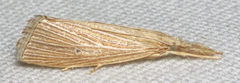 Diatraea evanescens