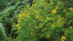 Caesalpinia pulcherrima flava
