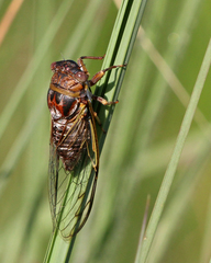 Diceroprocta olympusa
