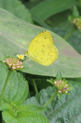 Eurema hecabe