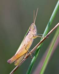 Dichromorpha elegans