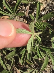 Potentilla pusilla