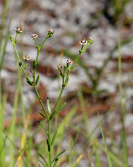 Euphorbia polyphylla