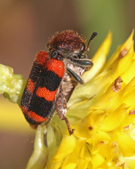 Trichodes apivorus