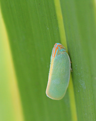 Ormenaria rufifascia