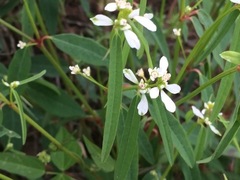 Euphorbia leucocephala