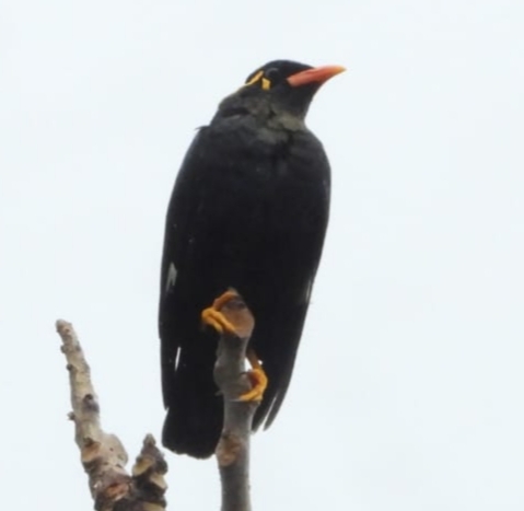 Southern Hill Myna illustration