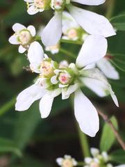 Euphorbia leucocephala