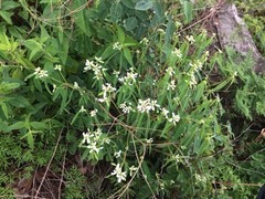 Euphorbia leucocephala
