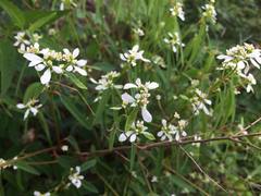 Euphorbia leucocephala