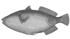 Mauritian Picasso Triggerfish photo 1