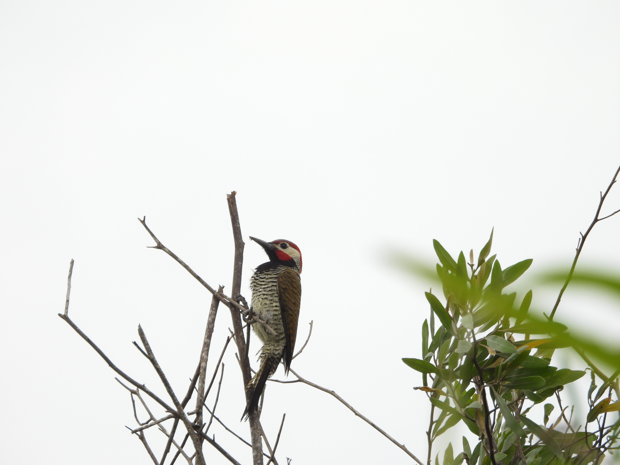 Black-necked Woodpecker (Colaptes atricollis), photo 8