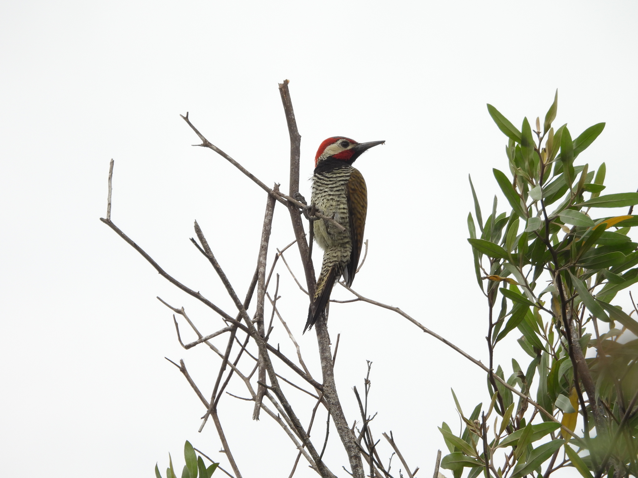 Black-necked Woodpecker (Colaptes atricollis), photo 7