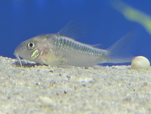 Dwarf corydoras (Corydoras rabauti) — Callichthyidae — 2