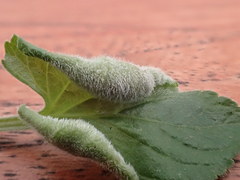 Dasineura violahirtae