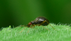 Orthonotus rufifrons
