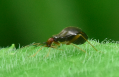 Orthonotus rufifrons