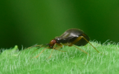 Orthonotus rufifrons