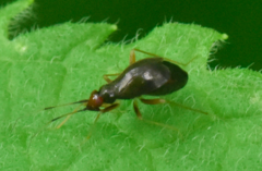 Orthonotus rufifrons