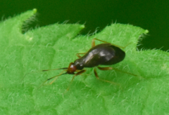 Orthonotus rufifrons