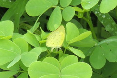Eurema hecabe