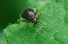 Orthonotus rufifrons